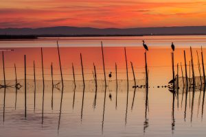 Albufera_de_Valencia_1